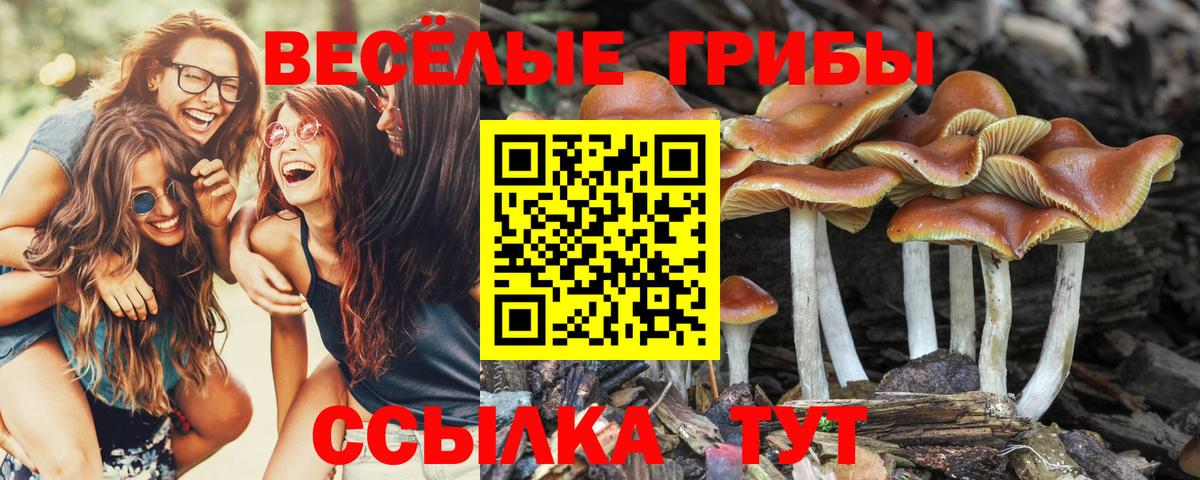 Псилоцибиновые грибы прущие грибы Ливны